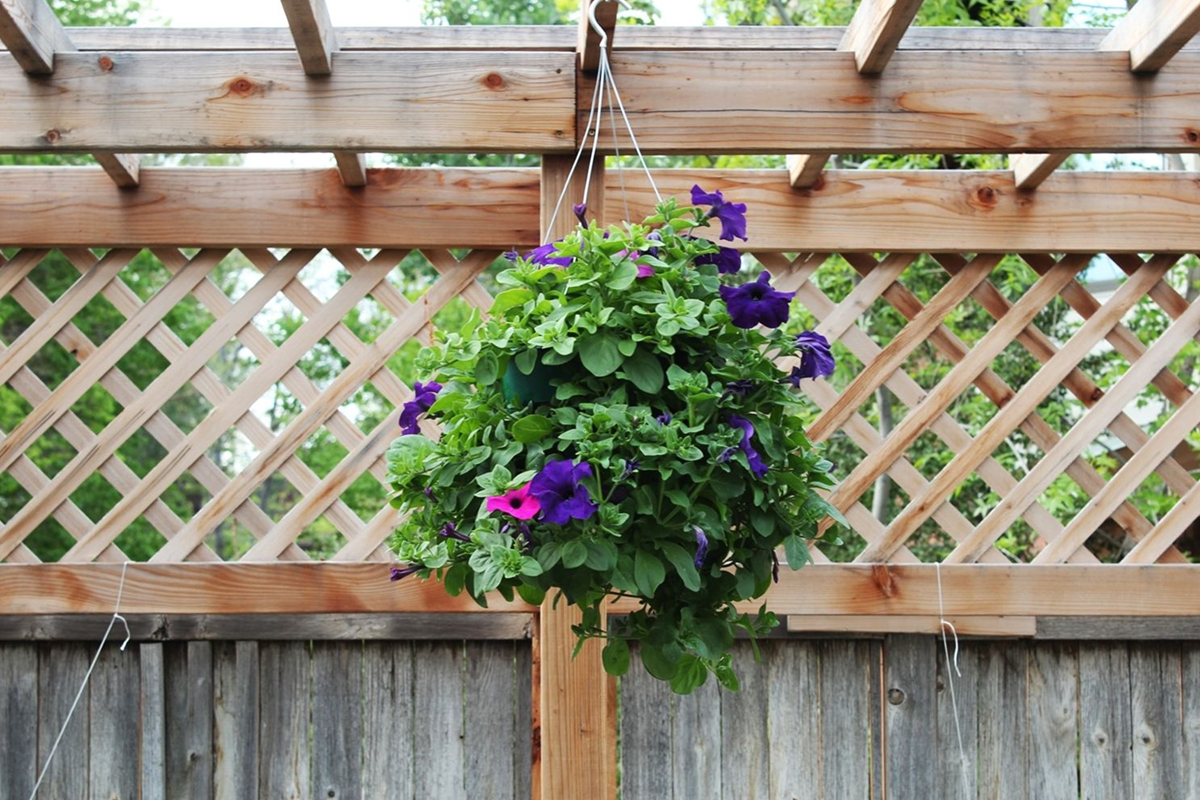 Tips To Make Your Outdoor Hanging Basket Project A Success